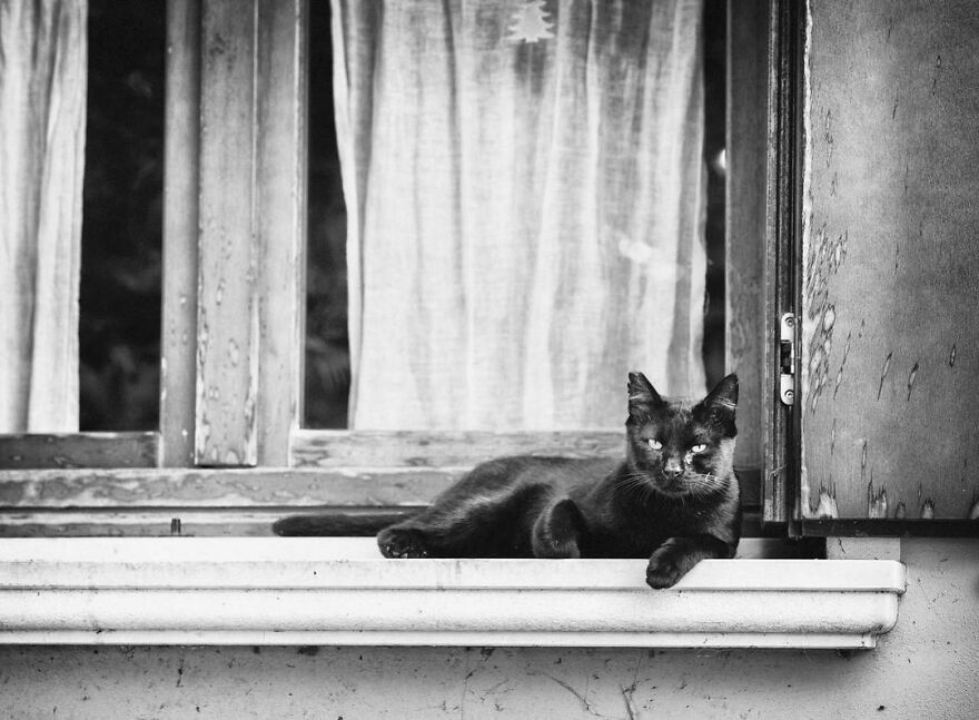 There Must Be Something About Cats And Windows That Makes Every Shot Look Perfect