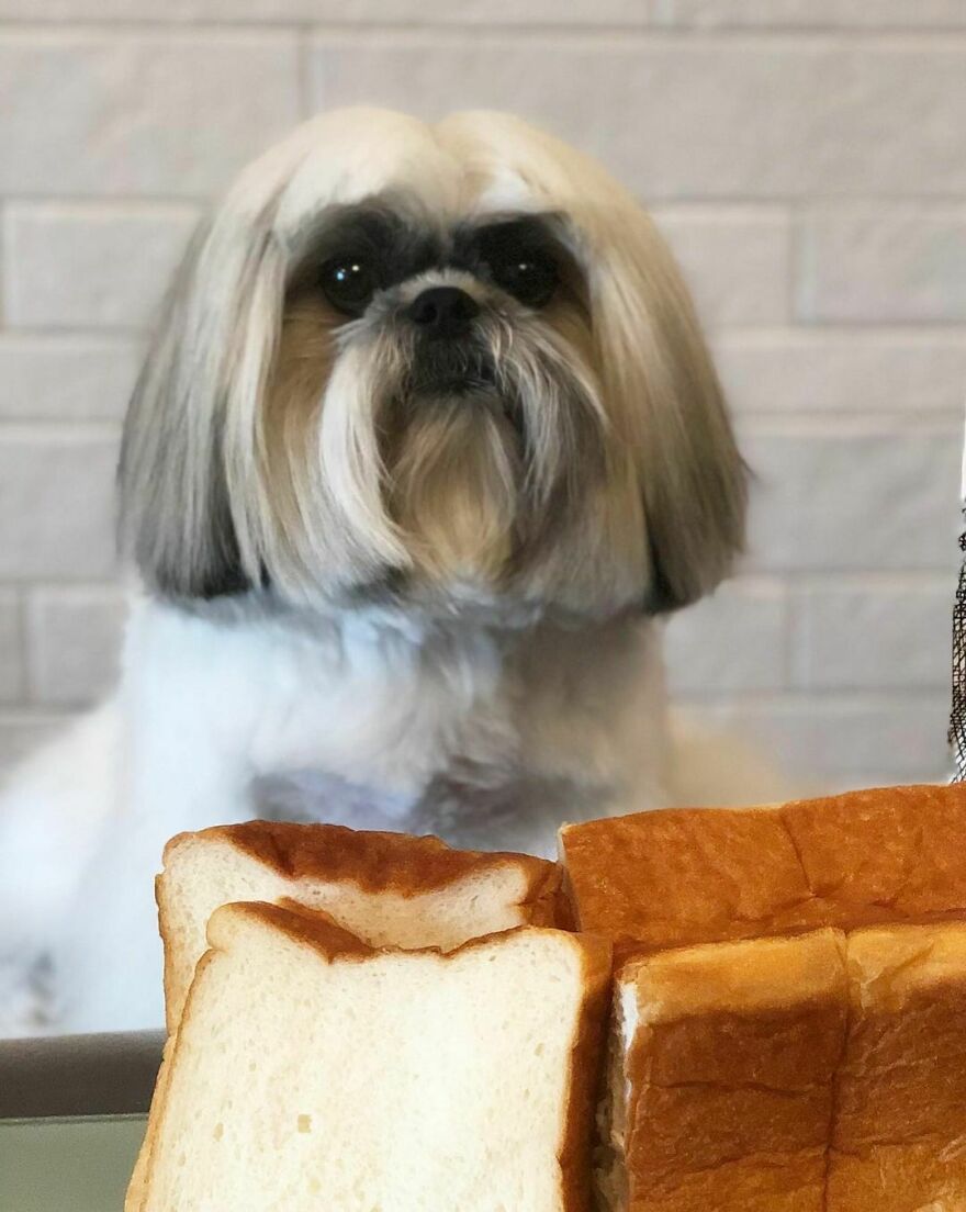 Shih Tzu dog with long hair styled like a pop star, sitting behind slices of white bread in a home setting.