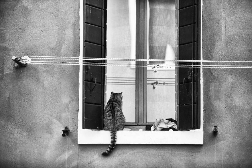 When It's Lunch Time And Your Cat Lady Is Late