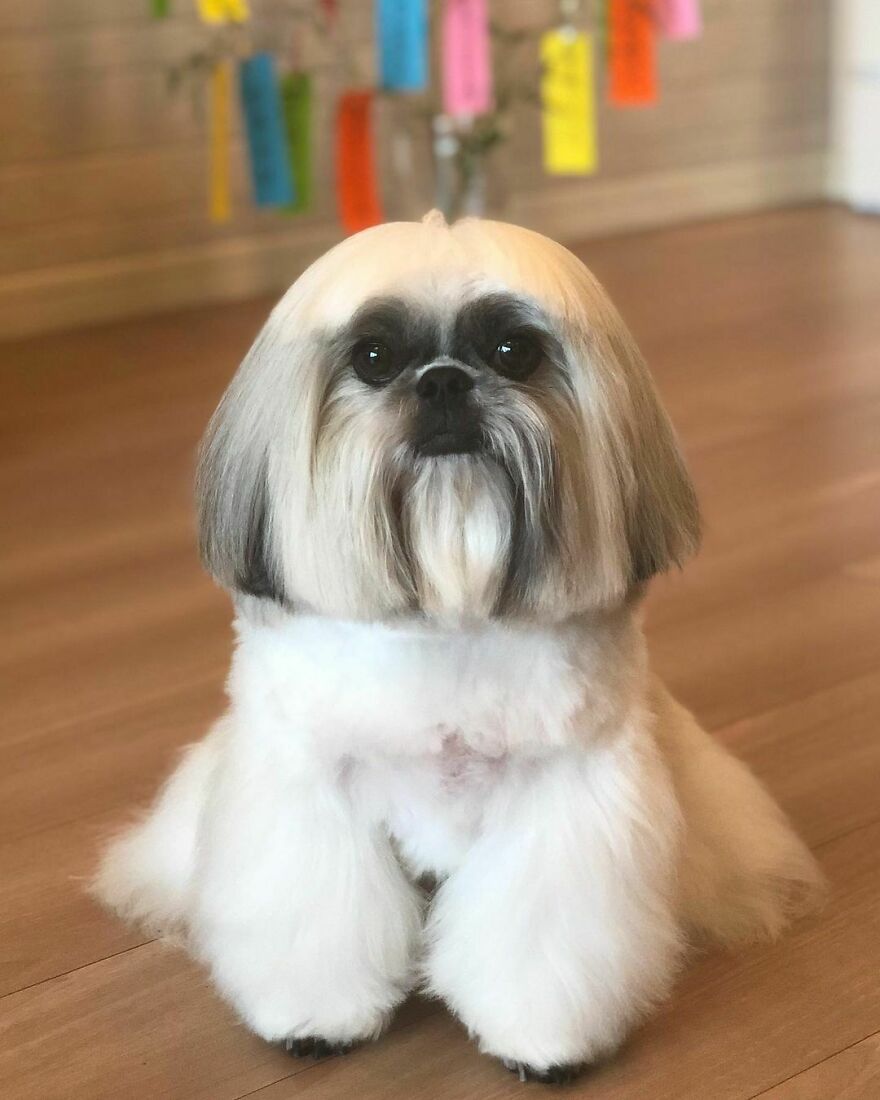 Small dog fashionista with perfectly groomed fur, sitting on wooden floor, styled to resemble a pop star look.