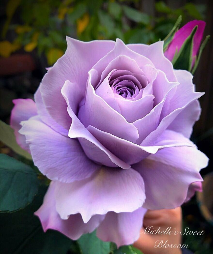 Artist Makes Amazing Realistic Sugar Flowers That Are Hard To Believe Are Not Real