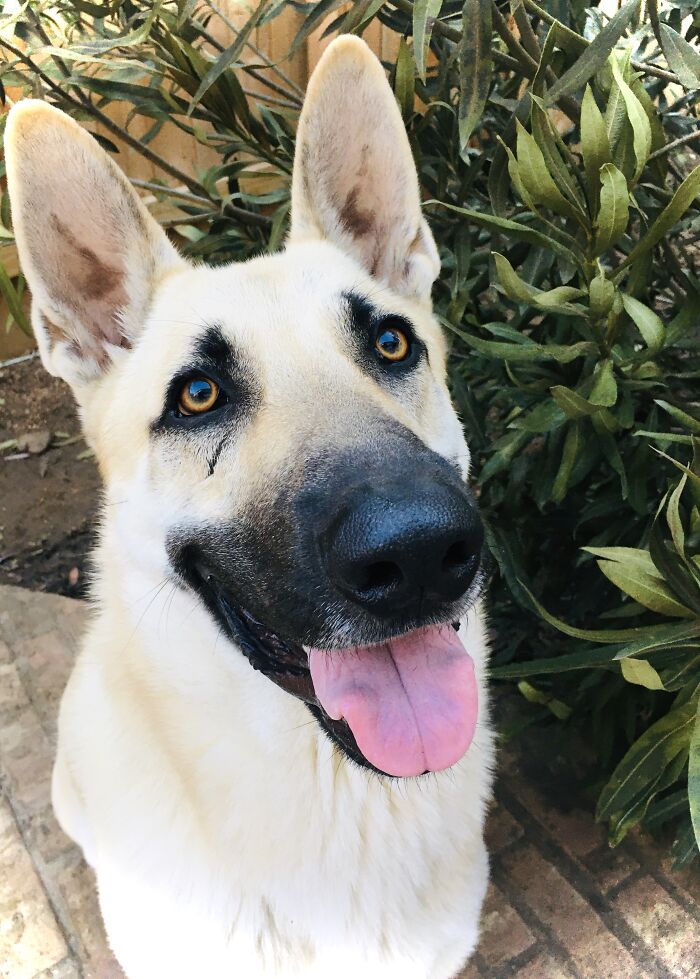 Tucker Waiting For His Toy To Be Thrown