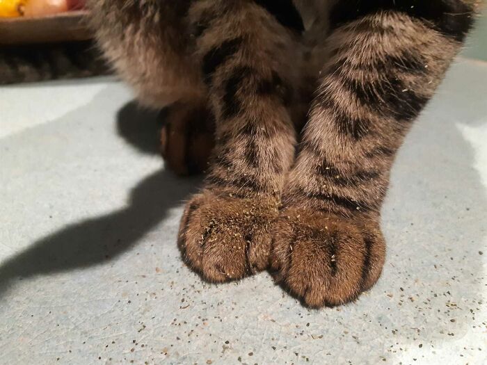 Paws Dusted In Catnip