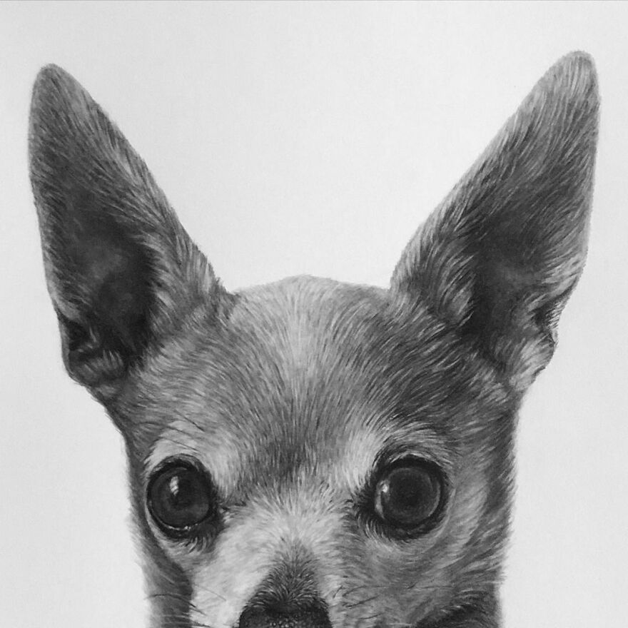 This Artist Makes Realistic Portraits Of Animals That Will Leave You Jaw-Dropping