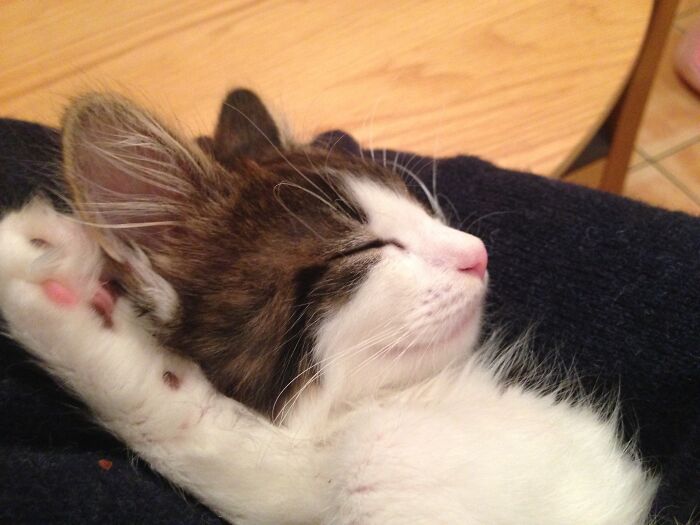 Rosie, A Baby Norwegian Forest Cat, Aged 14 Weeks.