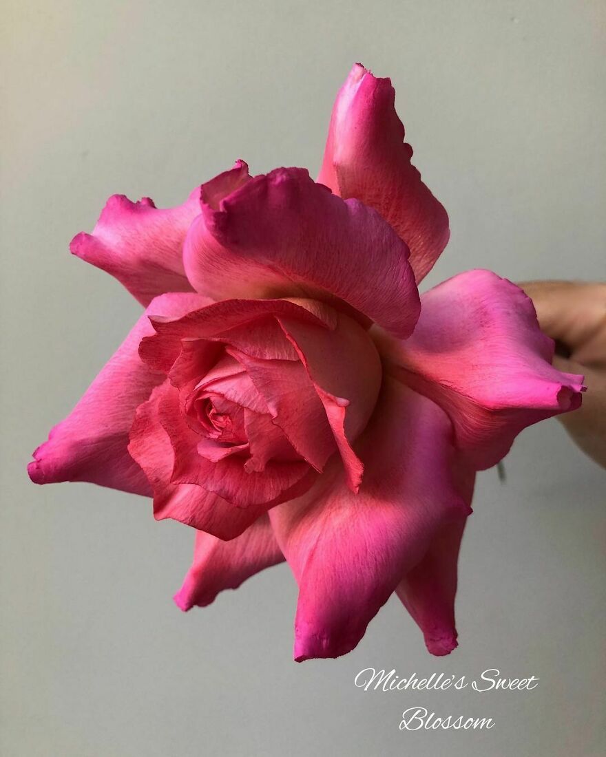 Artist Makes Amazing Realistic Sugar Flowers That Are Hard To Believe Are Not Real