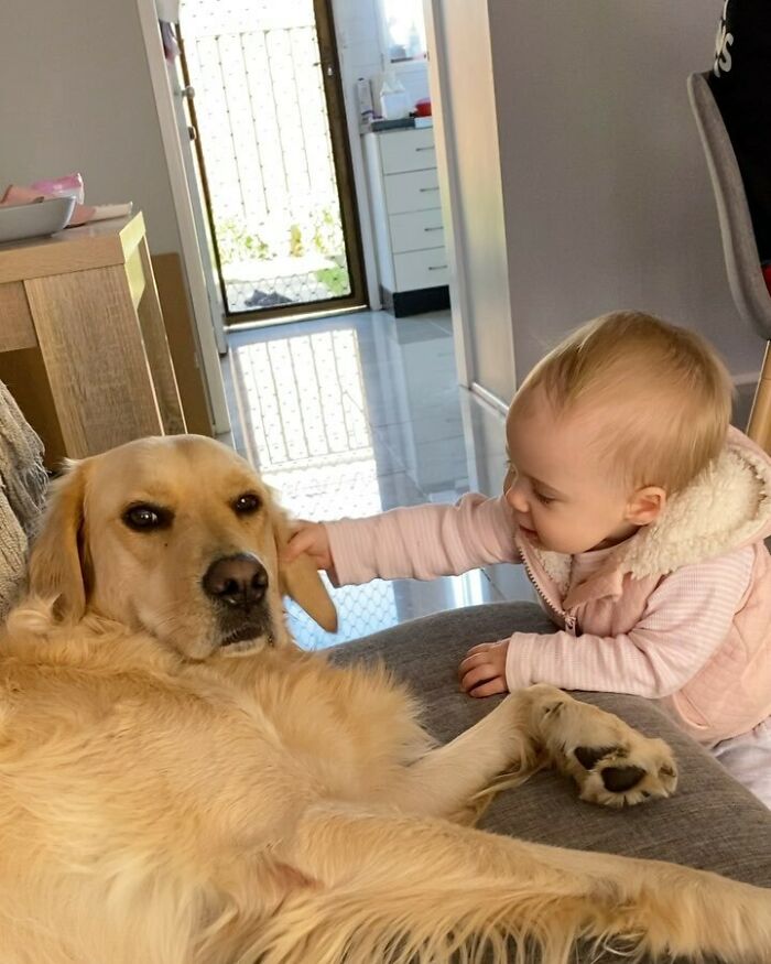 And Here We Have A Savage Dog. Please Beware, Viewers May Find This Disturbingly Cute