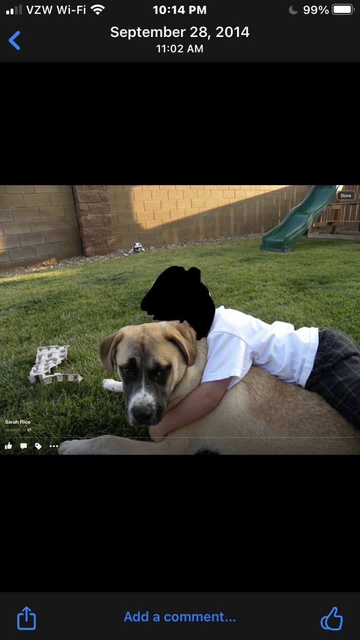 This Is Brownie, Sorry Old Photo She Passed Last Year