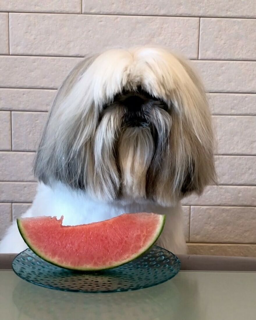 Shih Tzu dog fashionista with long fur sitting behind a plate holding a bitten slice of watermelon.