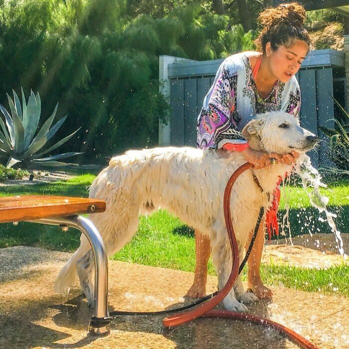 Celebrity washing a large white dog with a hose outside, showing immense love for dogs in a sunny backyard setting.