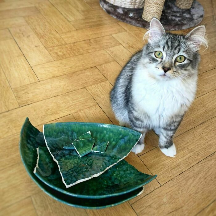 Oops! Sorry Meowmy!this Day Will Be Marked As A Tragic One. Now I Have Nowhere To Sleep!!! I Will Be Forced To Use One Of The Cat Furnitures, Horrible!