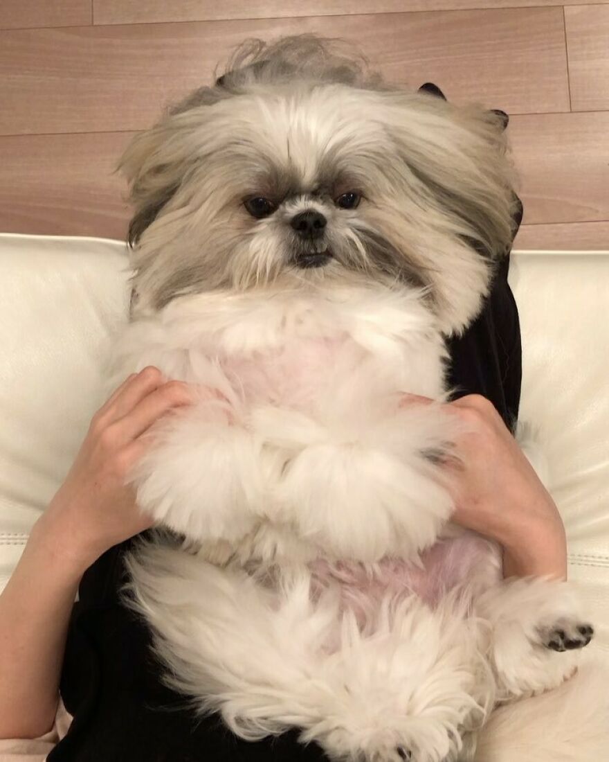 Fluffy Instagram-famous dog fashionista lying on back, held by hands, looking calm and stylish indoors on couch.