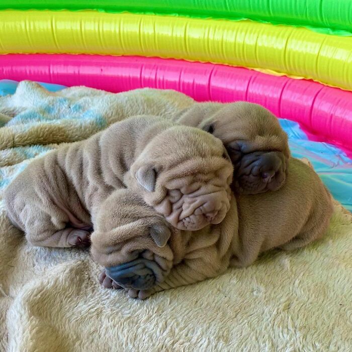 Blanket-Dog-Shar-Pei-Wrinkles-Harvey-Thesharpei