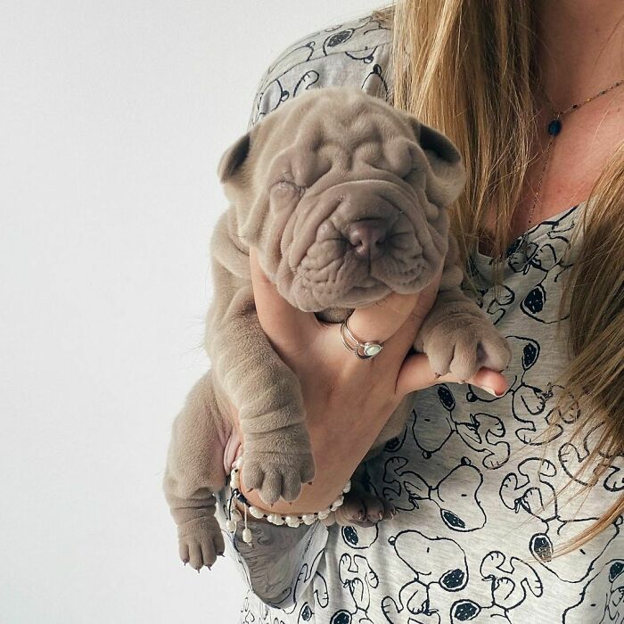 Blanket-Dog-Shar-Pei-Wrinkles-Harvey-Thesharpei