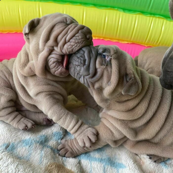 Blanket-Dog-Shar-Pei-Wrinkles-Harvey-Thesharpei