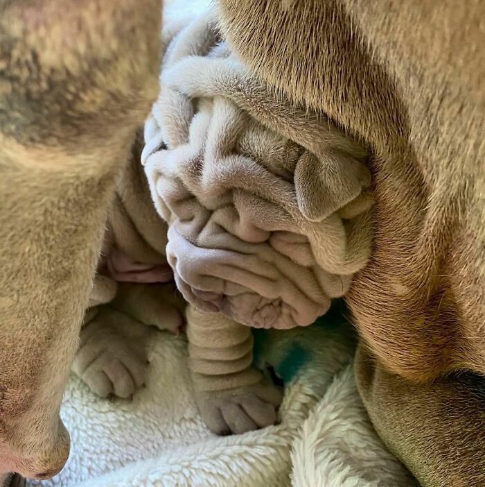 Blanket-Dog-Shar-Pei-Wrinkles-Harvey-Thesharpei