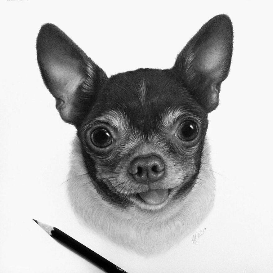 This Artist Makes Realistic Portraits Of Animals That Will Leave You Jaw-Dropping
