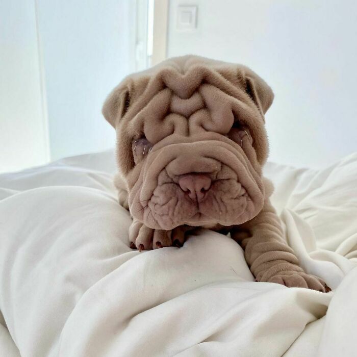 Blanket-Dog-Shar-Pei-Wrinkles-Harvey-Thesharpei