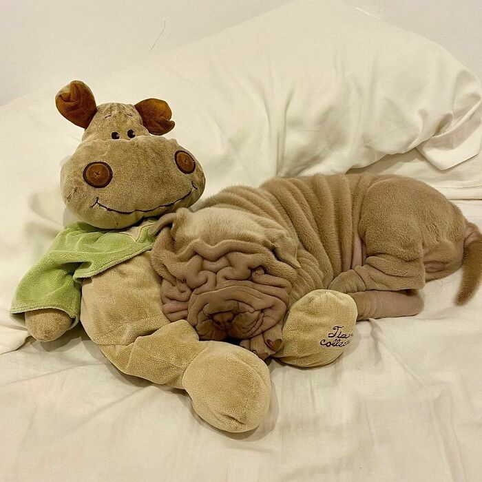 Blanket-Dog-Shar-Pei-Wrinkles-Harvey-Thesharpei