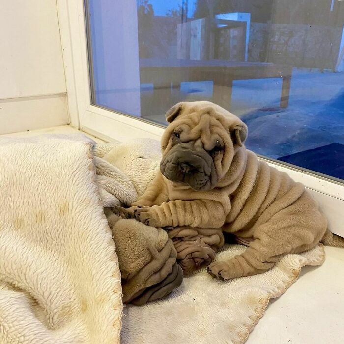 Blanket-Dog-Shar-Pei-Wrinkles-Harvey-Thesharpei