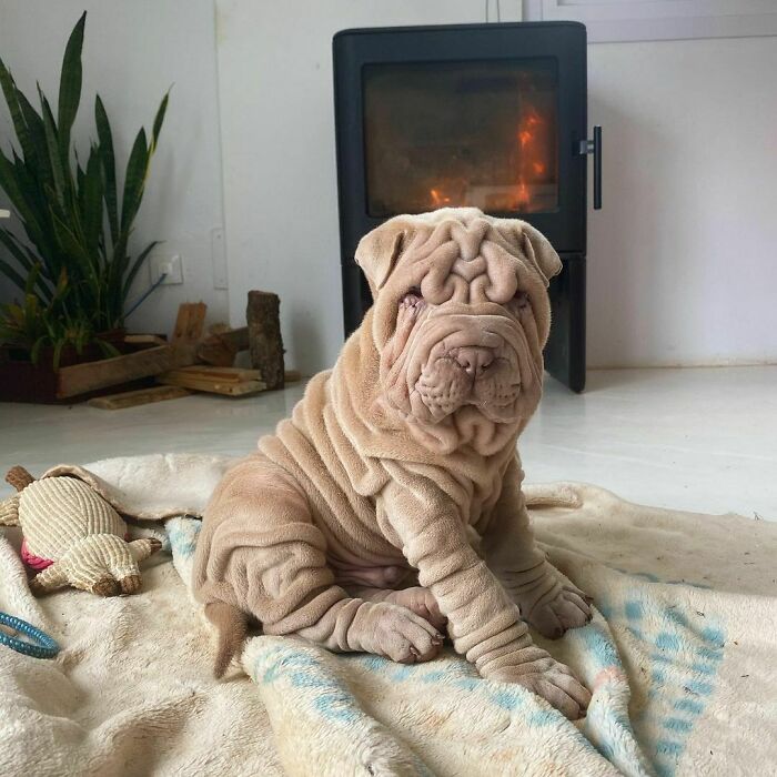 Blanket-Dog-Shar-Pei-Wrinkles-Harvey-Thesharpei