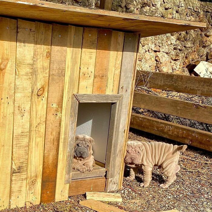 Blanket-Dog-Shar-Pei-Wrinkles-Harvey-Thesharpei