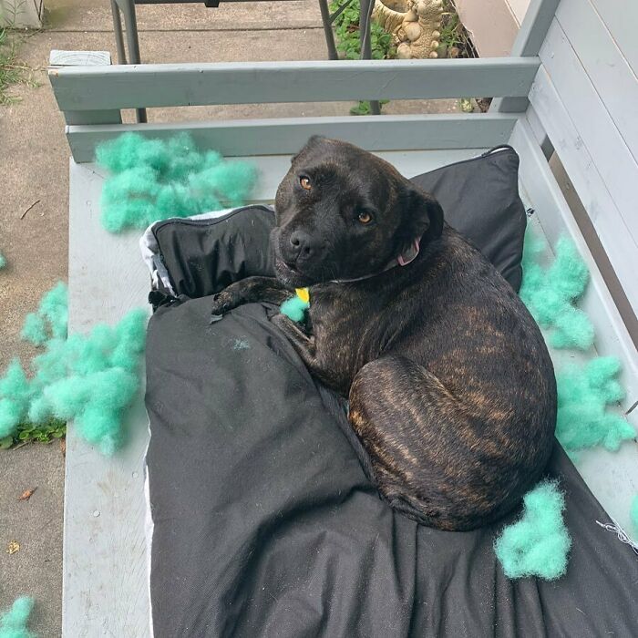 It Most Definitely Wasn’t Me , It Was The Cat Down The Road