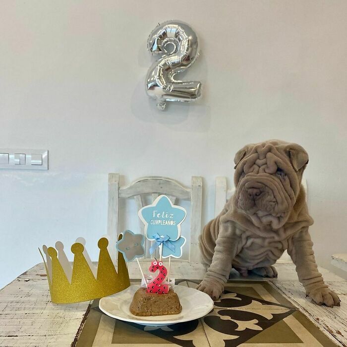 Blanket-Dog-Shar-Pei-Wrinkles-Harvey-Thesharpei