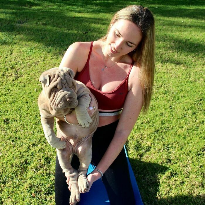 Blanket-Dog-Shar-Pei-Wrinkles-Harvey-Thesharpei