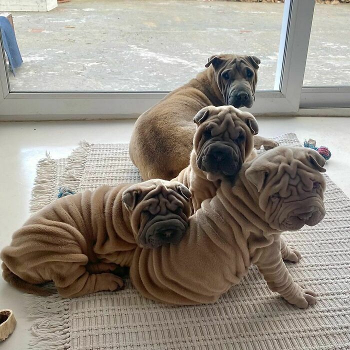 Blanket-Dog-Shar-Pei-Wrinkles-Harvey-Thesharpei
