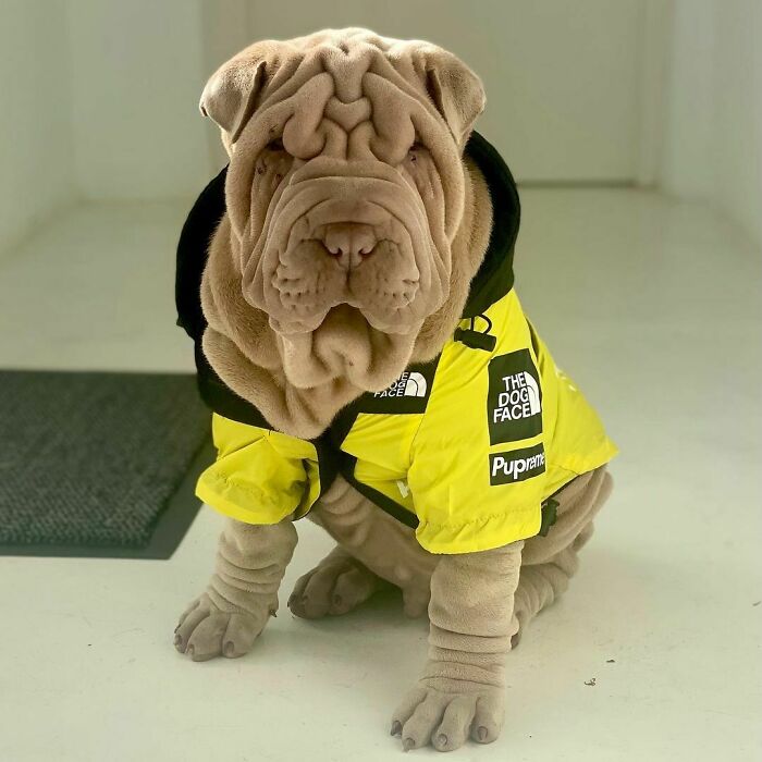 Blanket-Dog-Shar-Pei-Wrinkles-Harvey-Thesharpei