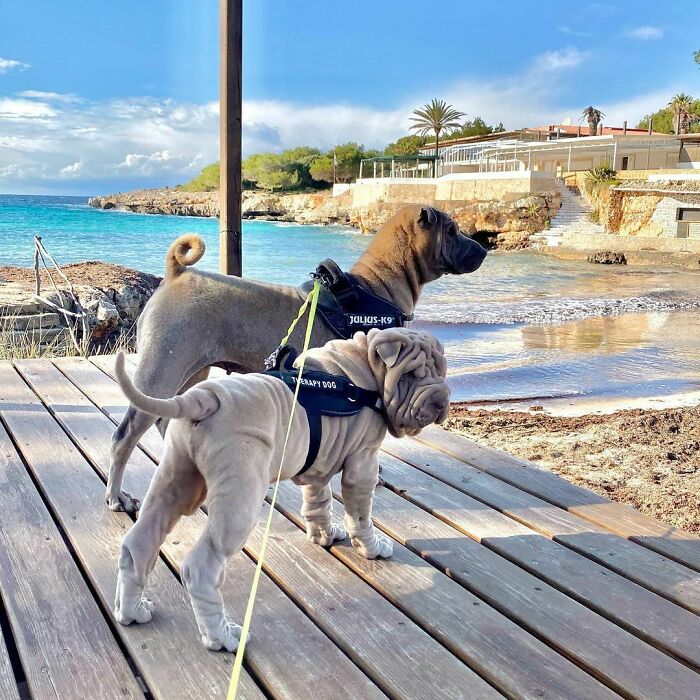 Blanket-Dog-Shar-Pei-Wrinkles-Harvey-Thesharpei