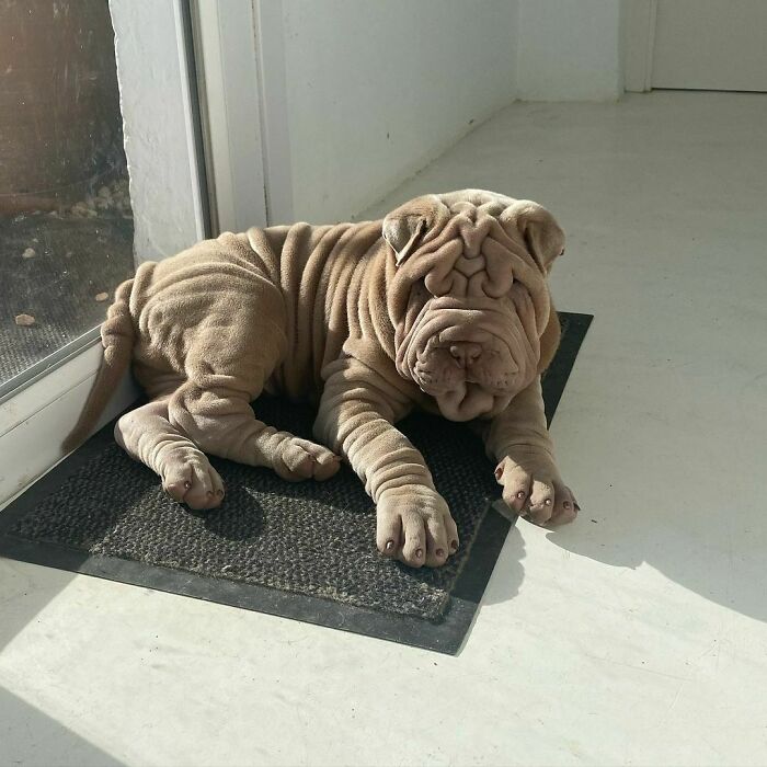 Blanket-Dog-Shar-Pei-Wrinkles-Harvey-Thesharpei