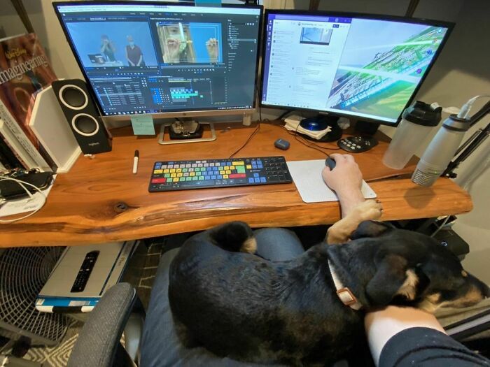 I Was Pretty Sure I Got A Dog