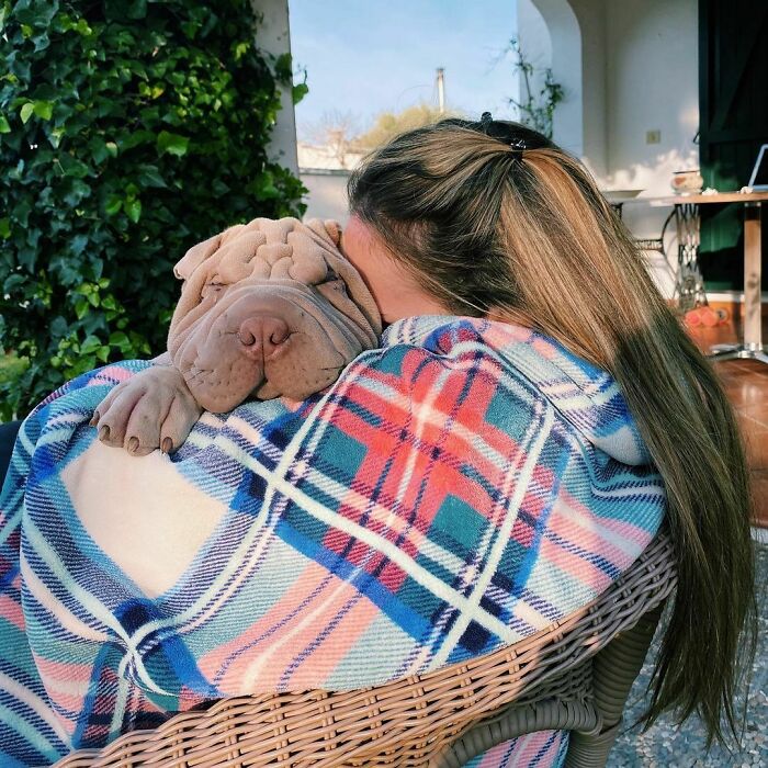 Blanket-Dog-Shar-Pei-Wrinkles-Harvey-Thesharpei