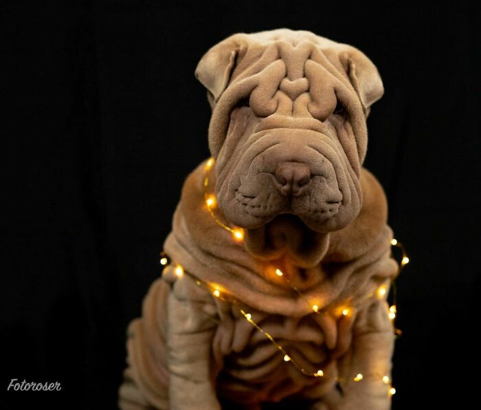 Blanket-Dog-Shar-Pei-Wrinkles-Harvey-Thesharpei