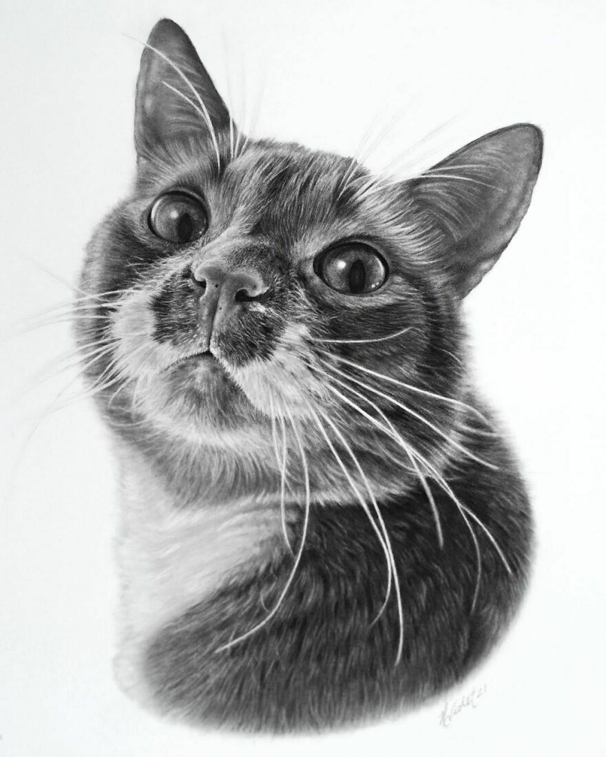 This Artist Makes Realistic Portraits Of Animals That Will Leave You Jaw-Dropping