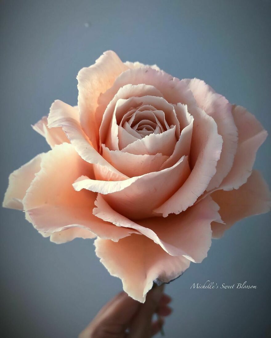 Artist Makes Amazing Realistic Sugar Flowers That Are Hard To Believe Are Not Real