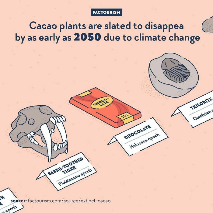 Cacao Plants Are Slated To Disappear By As Early As 2050 Due To Climate Change⁠
⁠
cacao Plants Are Cultivated In A Very Narrow Strip On The Globe: They Grow Only Around The Equator, In Places That Have Relatively Stable Temperature And Humidity During The Year. But In The Next Few Decades, The Climate Of These Regions Is Expected To Become Warmer And Dryer, Leaving The Cacao Nowhere To Be Grown. Giant Chocolate Companies Like Mars Are Working With Scientists To Find Solutions, Like Making Gmo Cacao Plants Able To Withstand These Conditions, But We Are Certainly Reaching The End Of Chocolate As We Know It.