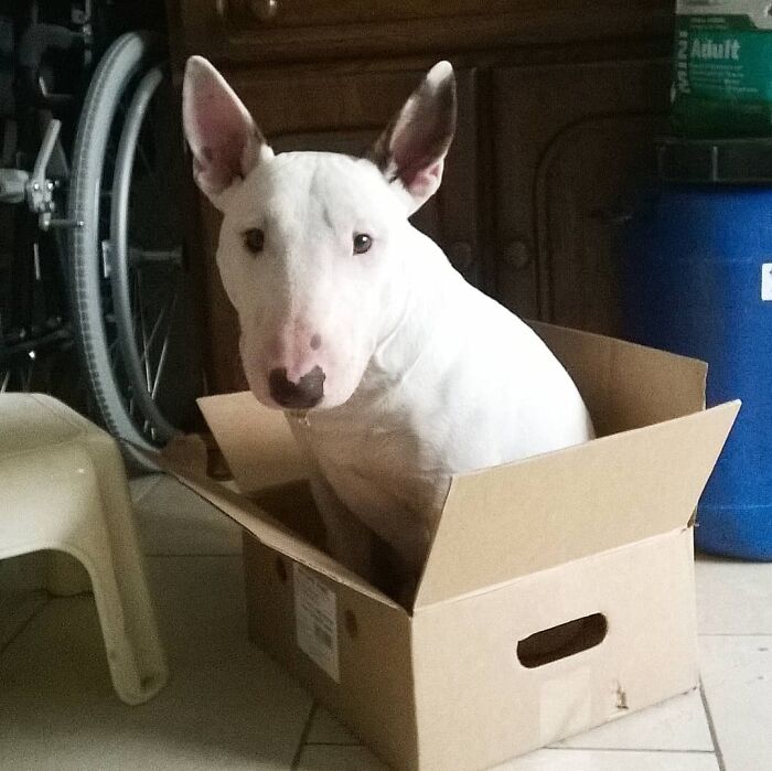 Jarvis At 1-Year-Old, Already Sitting In Nodes, Making Me Doubt If I Had Actually Gotten A Dog And Not A Cat