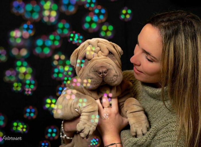 Blanket-Dog-Shar-Pei-Wrinkles-Harvey-Thesharpei