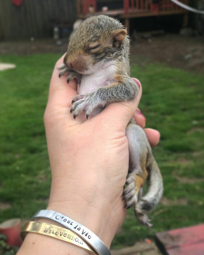 Woman Finds A Baby Squirrel On The Sidewalk And Gives Him A Second Chance At Life; Two Years Later, He Still Visits Her Garden Woman Finds A Baby Squirrel On The Sidewalk And Gives Him A Second Chance At Life; Two Years Later, He Still Visits Her Garden