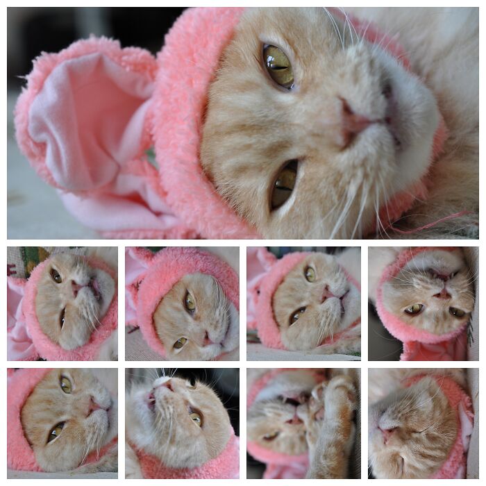 Chastaro The Bunny Says "Please Don't Be Sad!"