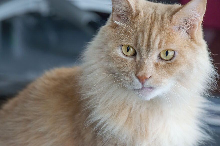 Chataro (Aka Snaggletooth)