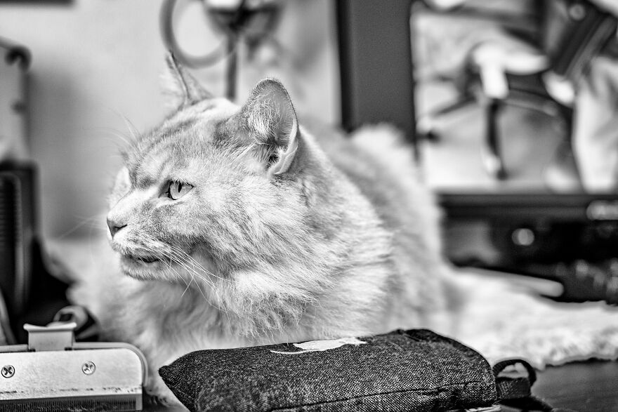 Life Had Treated This Cat Badly Until He Turned Up Outside My House 4 Years Ago And Now He's A Sweet And Loving Cat