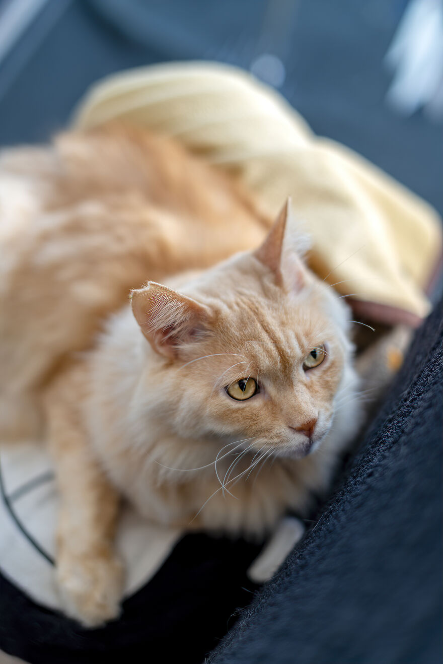 Life Had Treated This Cat Badly Until He Turned Up Outside My House 4 Years Ago And Now He's A Sweet And Loving Cat Life Had Treated This Cat Badly Until He Turned Up Outside My House 4 Years Ago And Now He's A Sweet And Loving Cat