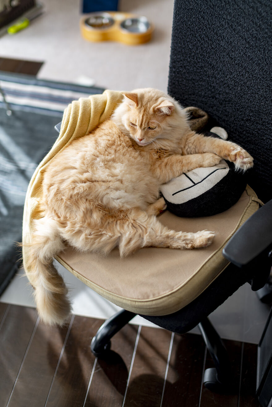 Life Had Treated This Cat Badly Until He Turned Up Outside My House 4 Years Ago And Now He's A Sweet And Loving Cat Life Had Treated This Cat Badly Until He Turned Up Outside My House 4 Years Ago And Now He's A Sweet And Loving Cat