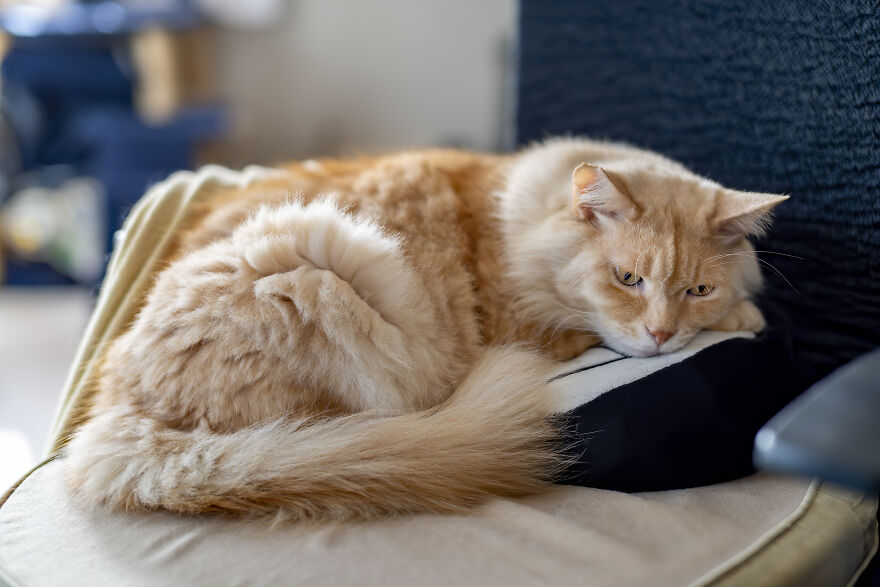 Life Had Treated This Cat Badly Until He Turned Up Outside My House 4 Years Ago And Now He's A Sweet And Loving Cat