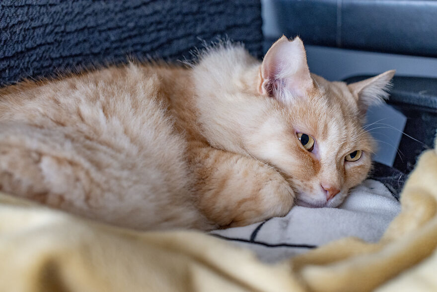 Life Had Treated This Cat Badly Until He Turned Up Outside My House 4 Years Ago And Now He's A Sweet And Loving Cat Life Had Treated This Cat Badly Until He Turned Up Outside My House 4 Years Ago And Now He's A Sweet And Loving Cat