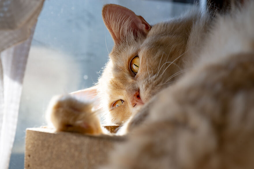 Life Had Treated This Cat Badly Until He Turned Up Outside My House 4 Years Ago And Now He's A Sweet And Loving Cat